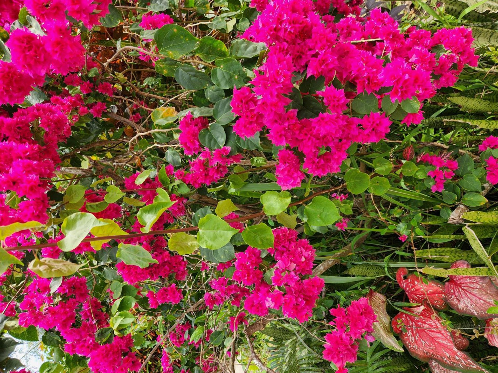 Suva Hideaway Villa מראה חיצוני תמונה